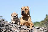 SHAR-PEI 563